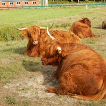 Texel